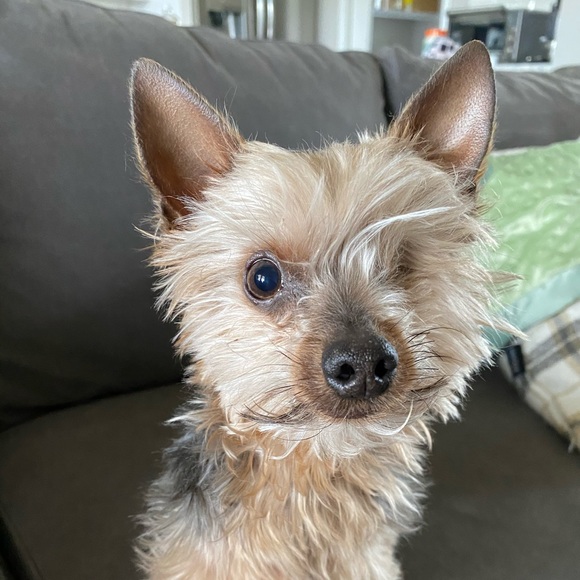 Meet your Posher, Taylor - Picture 1 of 1